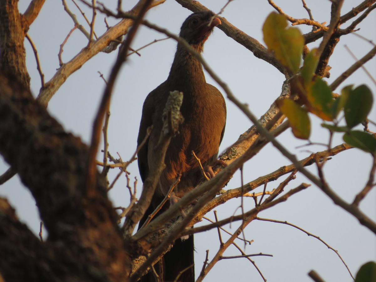 Chaco Chachalaca - ML647369736