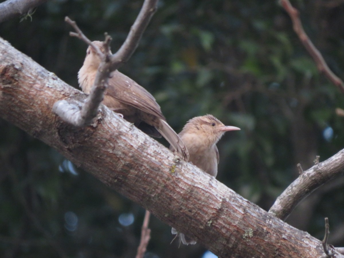 Thrush-like Wren - ML647369745