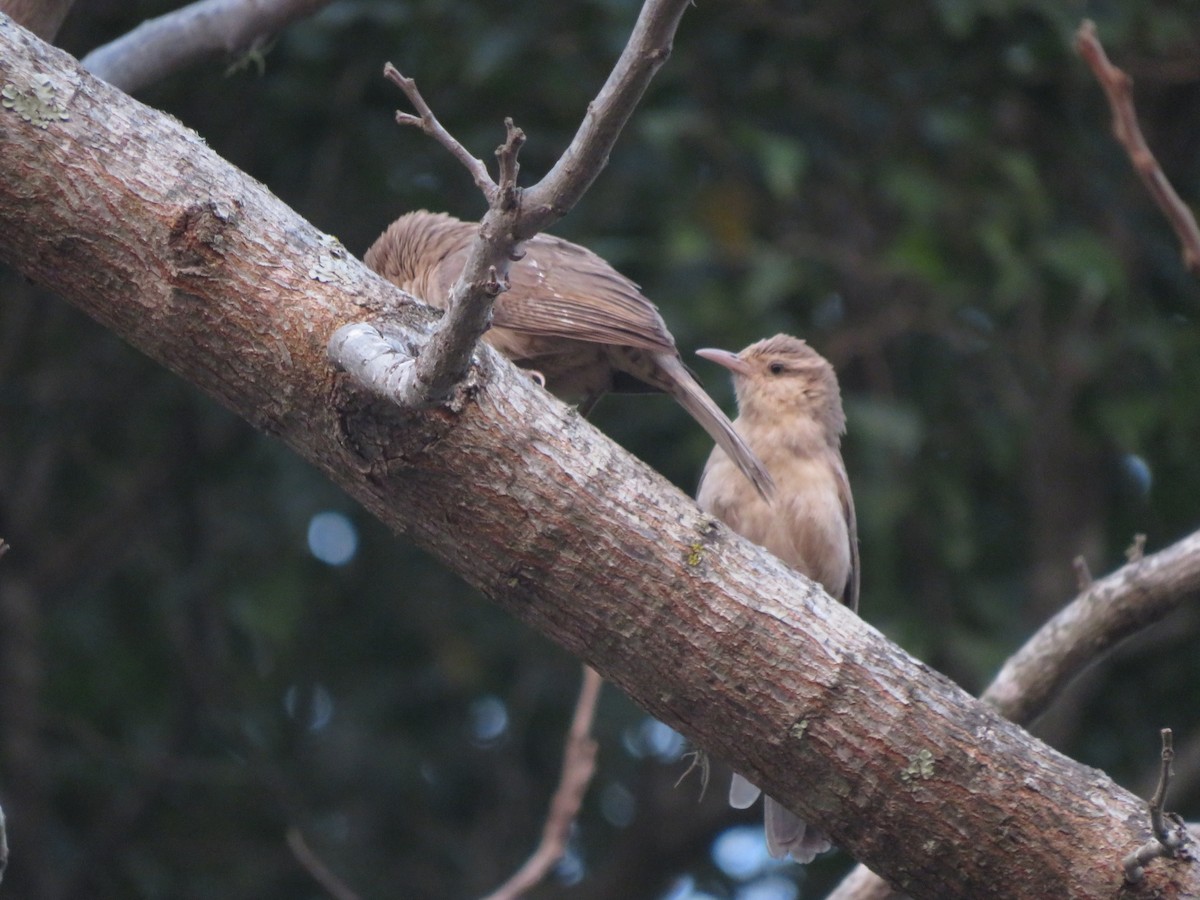 Thrush-like Wren - ML647369746