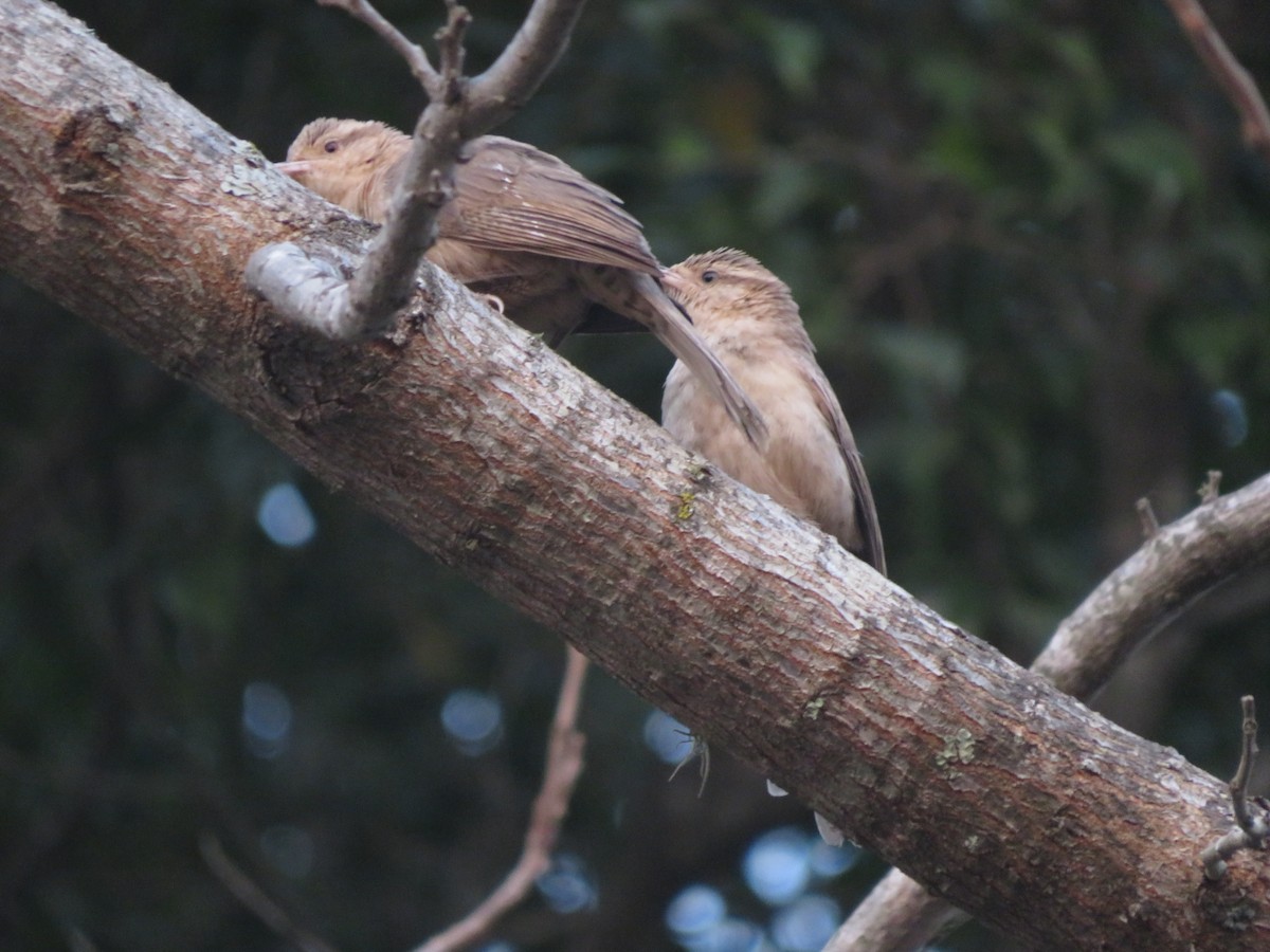 Thrush-like Wren - ML647369747