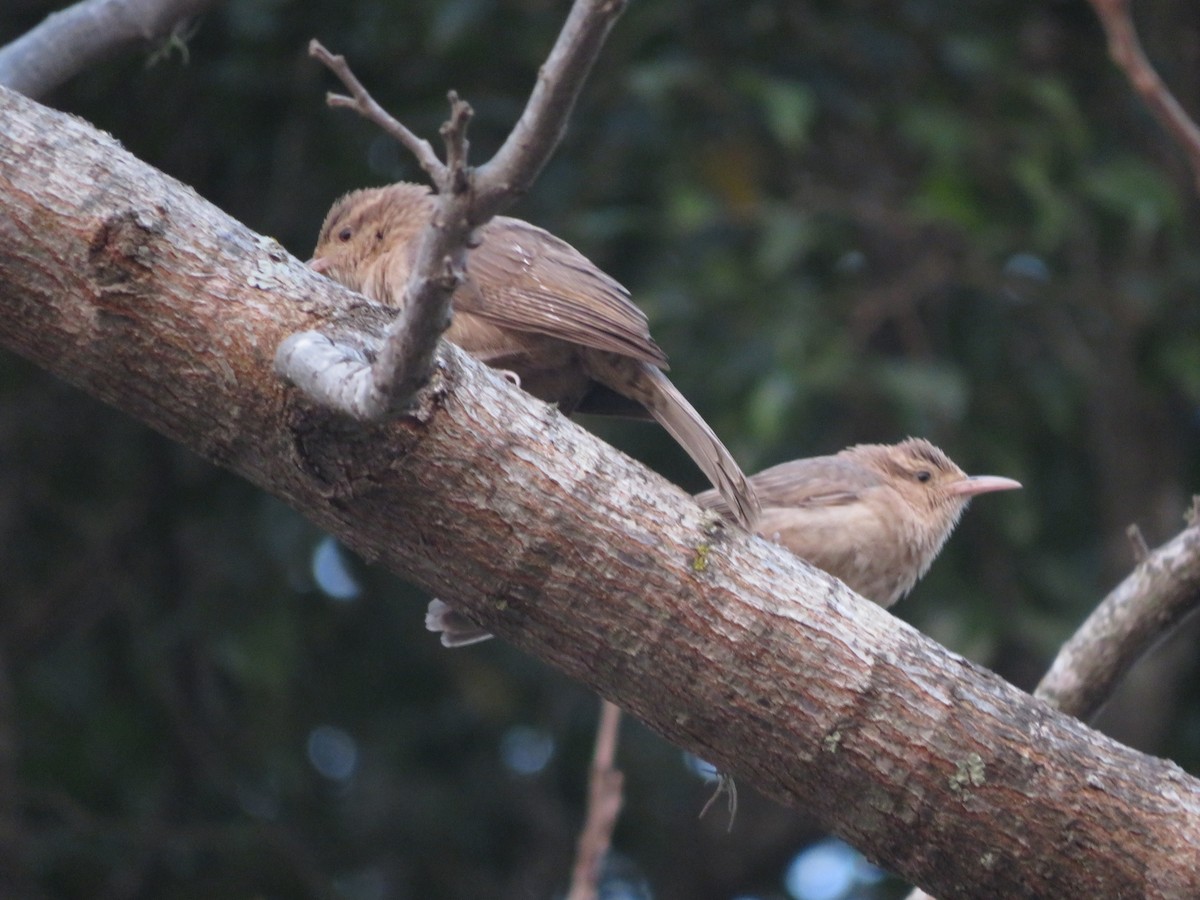 Thrush-like Wren - ML647369748