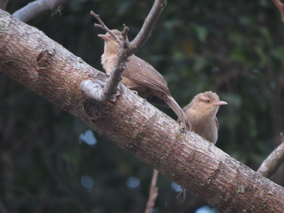 Thrush-like Wren - ML647369749