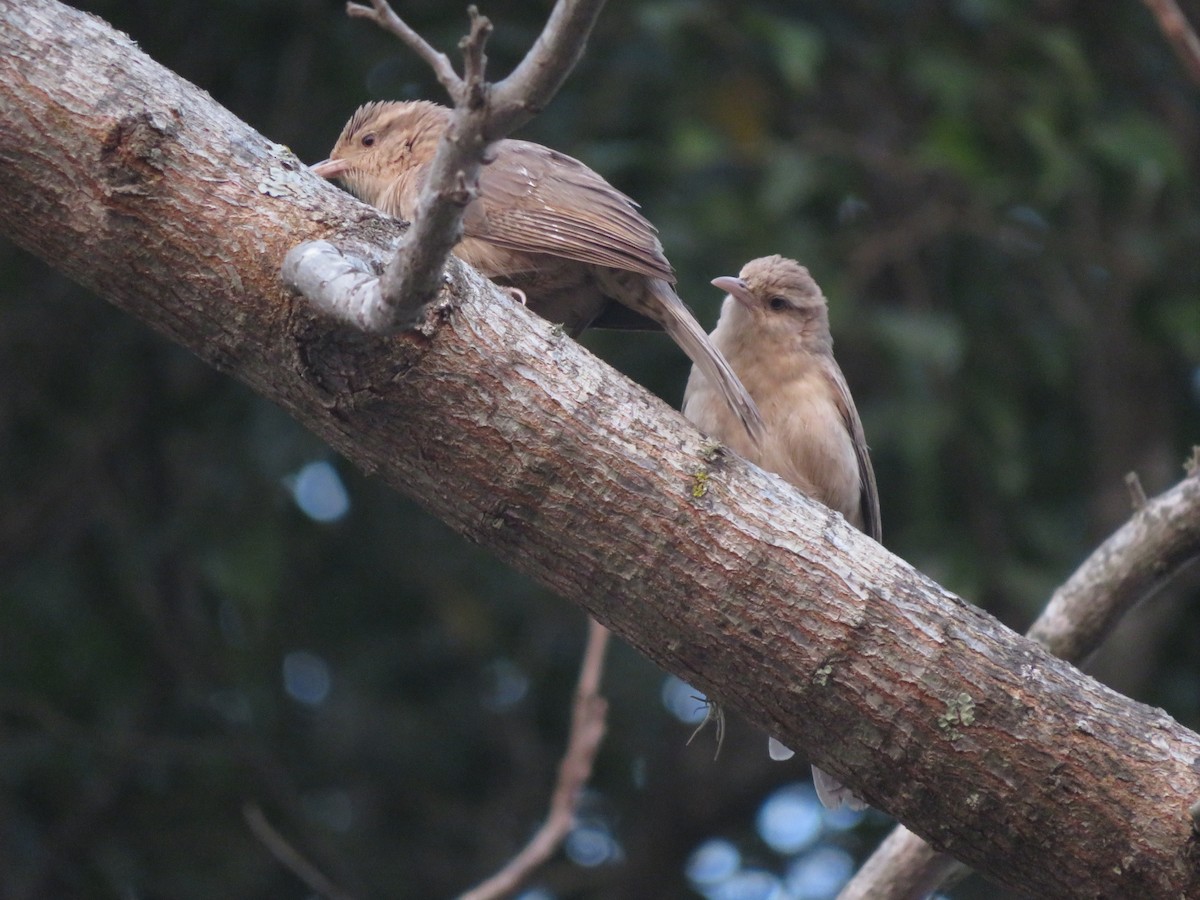 Thrush-like Wren - ML647369750