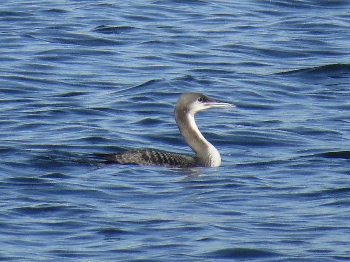 amerikastorlom - ML647369756