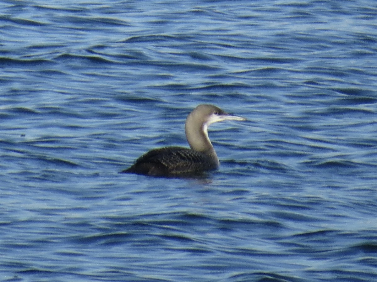 amerikastorlom - ML647369757