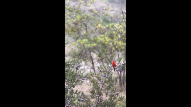 Hepatic Tanager - ML647369759