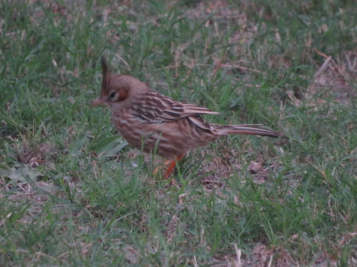 Lark-like Brushrunner - ML647369761