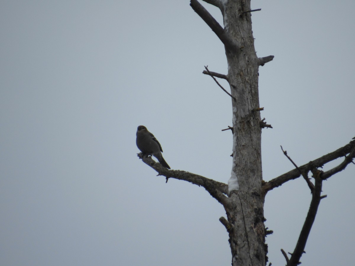 Hakengimpel - ML647369777