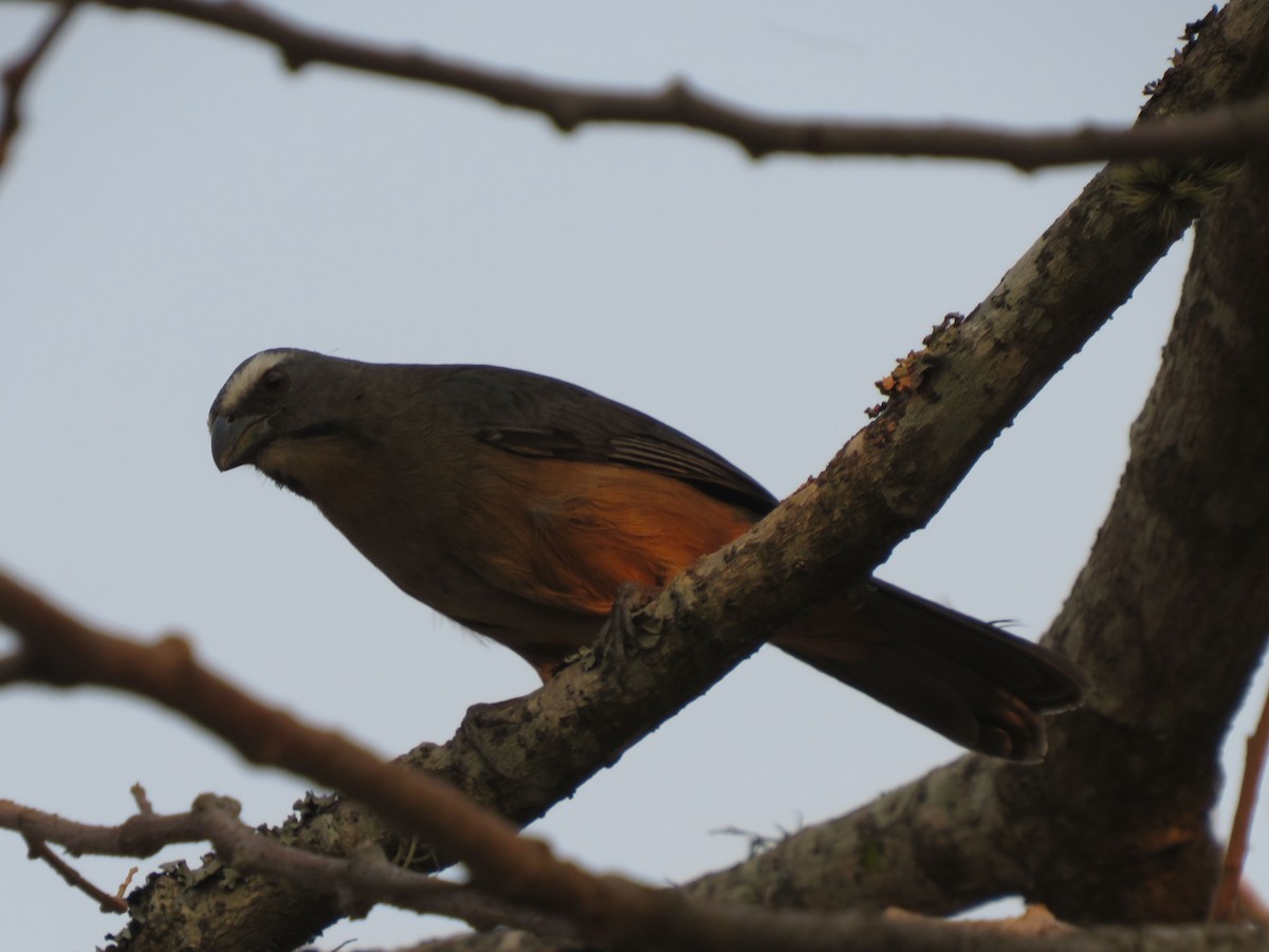 Bluish-gray Saltator - ML647369779