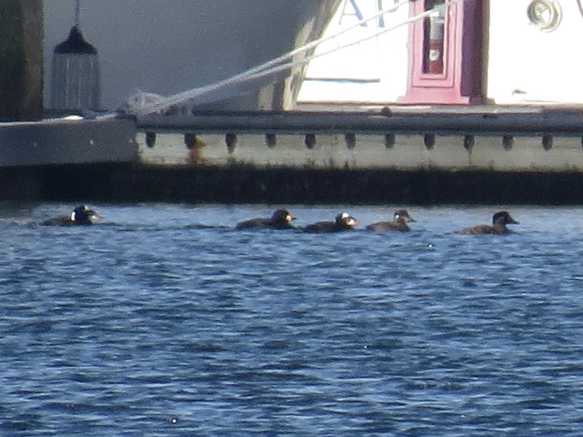 brilleand - ML647369780