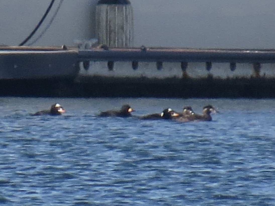 brilleand - ML647369781