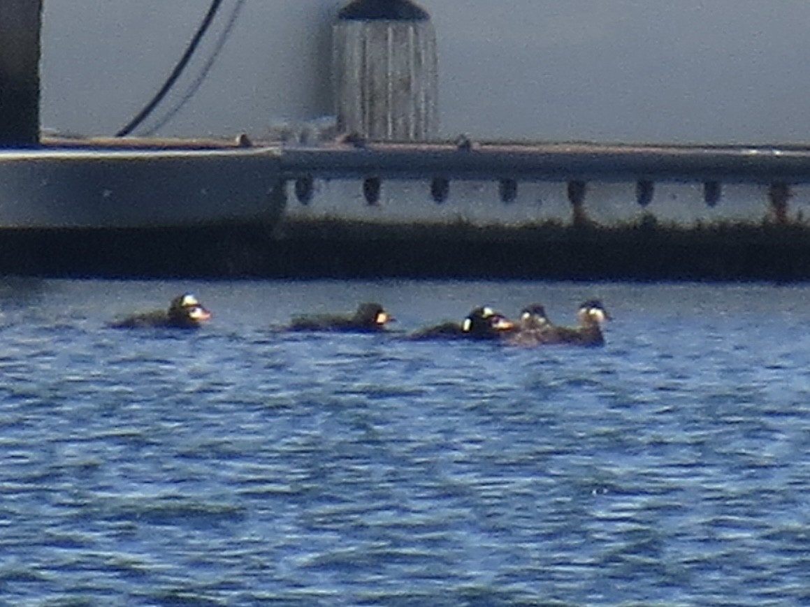 brilleand - ML647369782