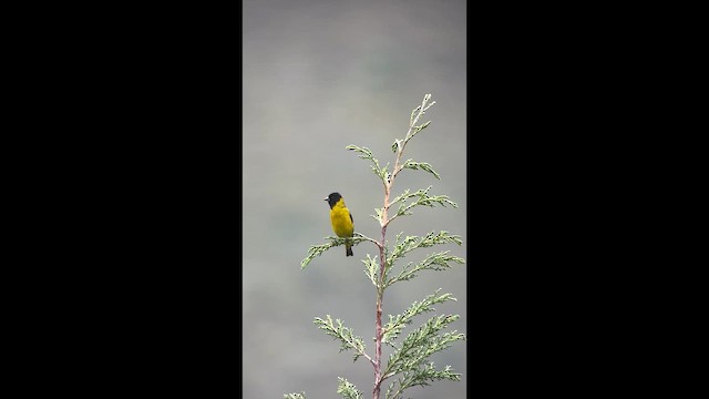 Hooded Siskin - ML647369787