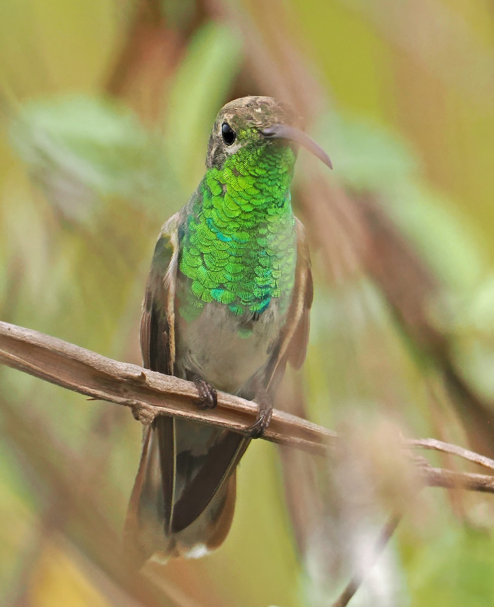 White-tailed Goldenthroat - ML647369795