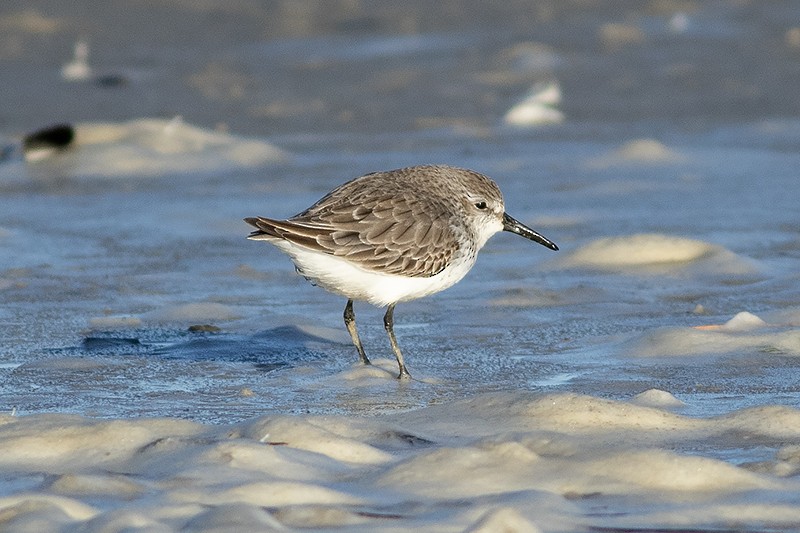 Gambecchio dell'Alaska - ML647369799