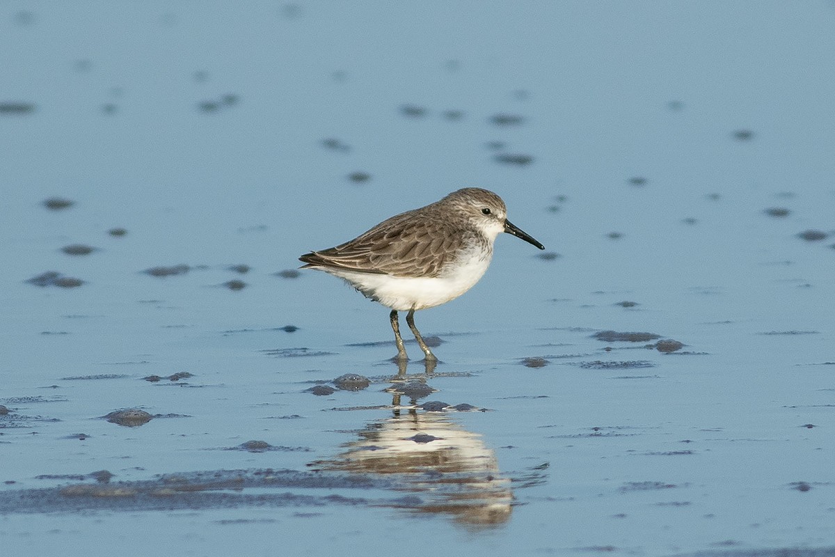 Gambecchio dell'Alaska - ML647369800