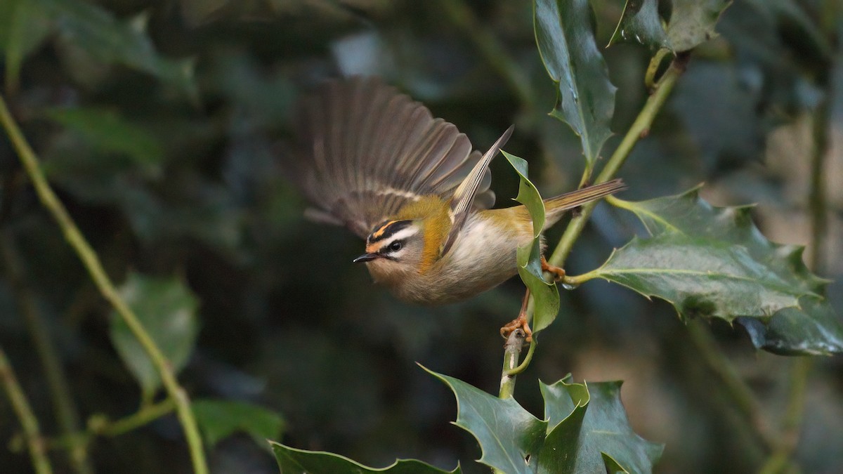 Common Firecrest - ML647369809