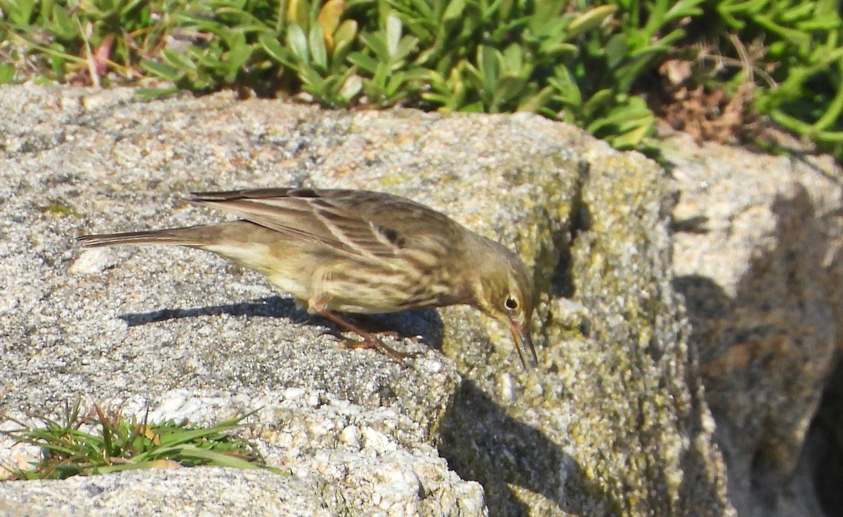 Bisbita Costero - ML647369812