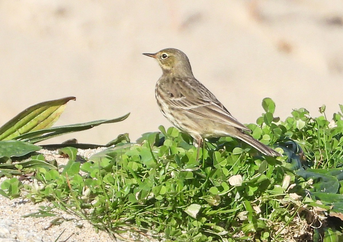 Bisbita Costero - ML647369813