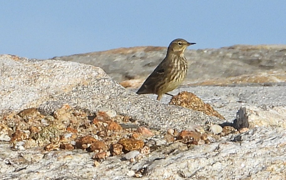 Bisbita Costero - ML647369814