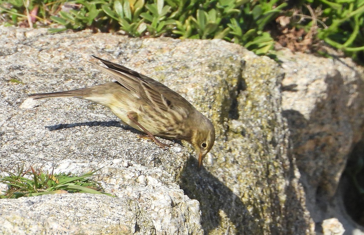 Bisbita Costero - ML647369815