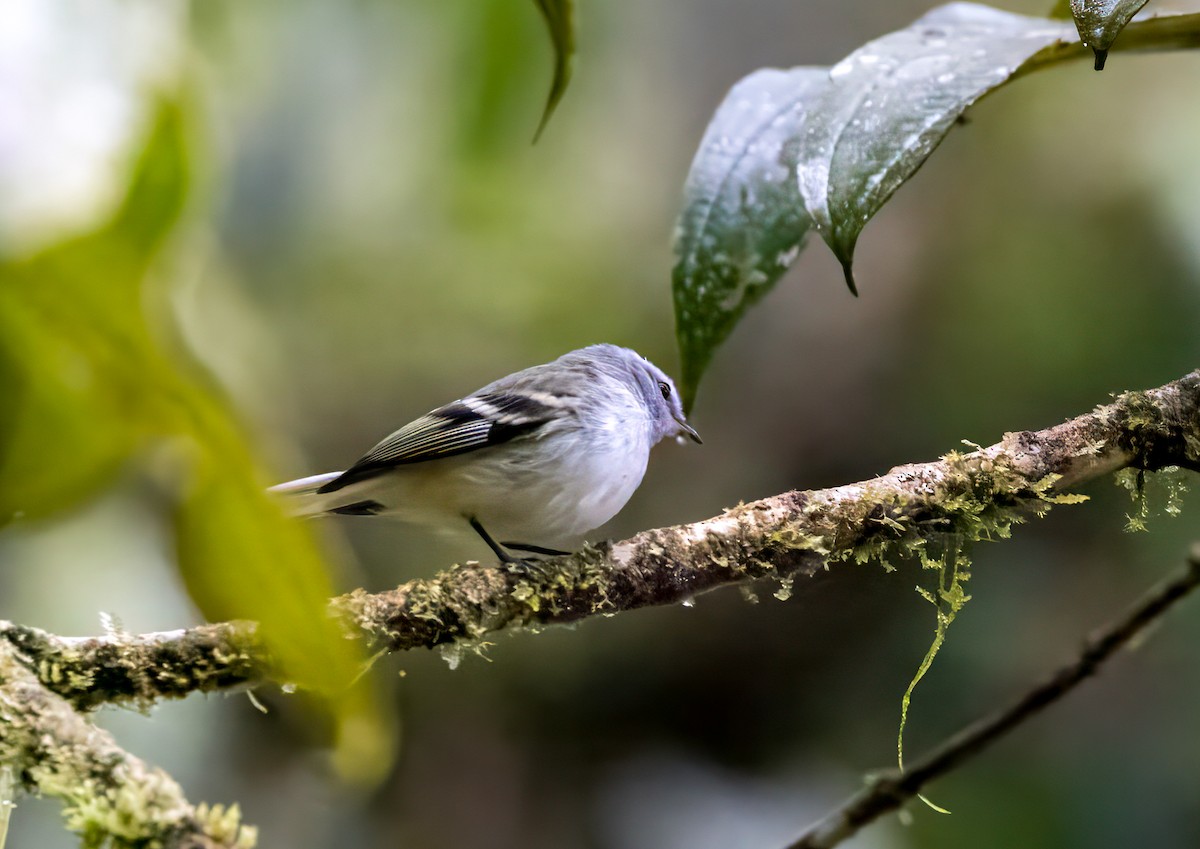 White-tailed Tyrannulet - ML647369816