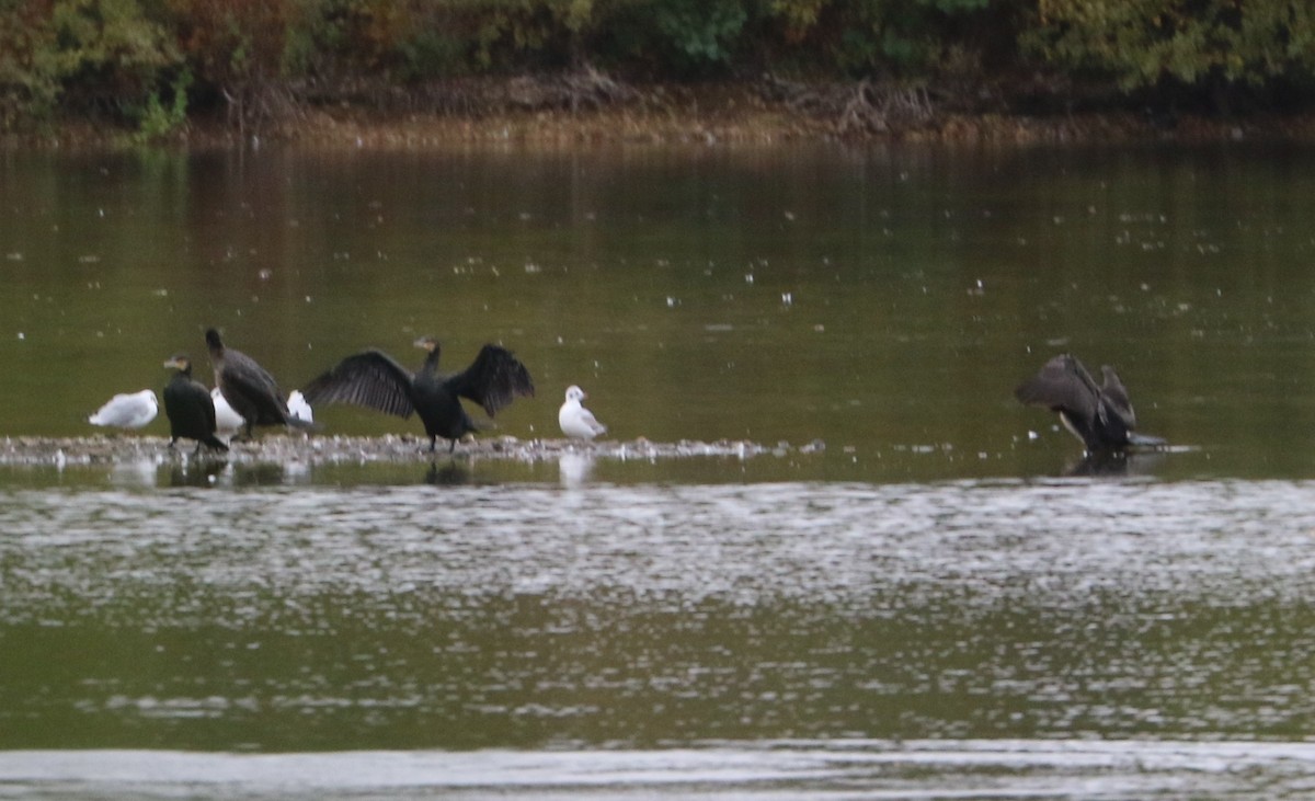 Great Cormorant - ML647369823