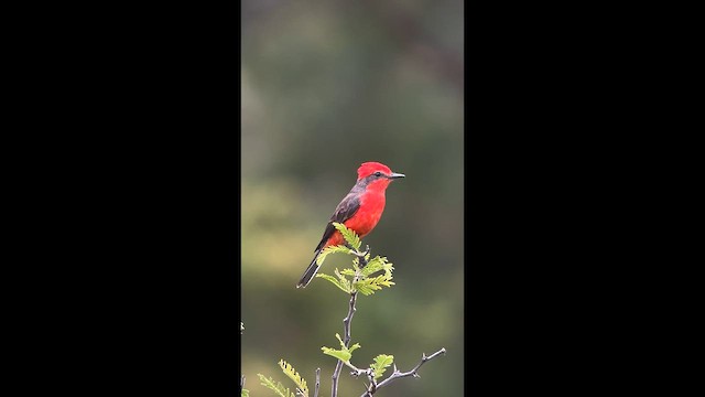 Vermilion Flycatcher - ML647369844