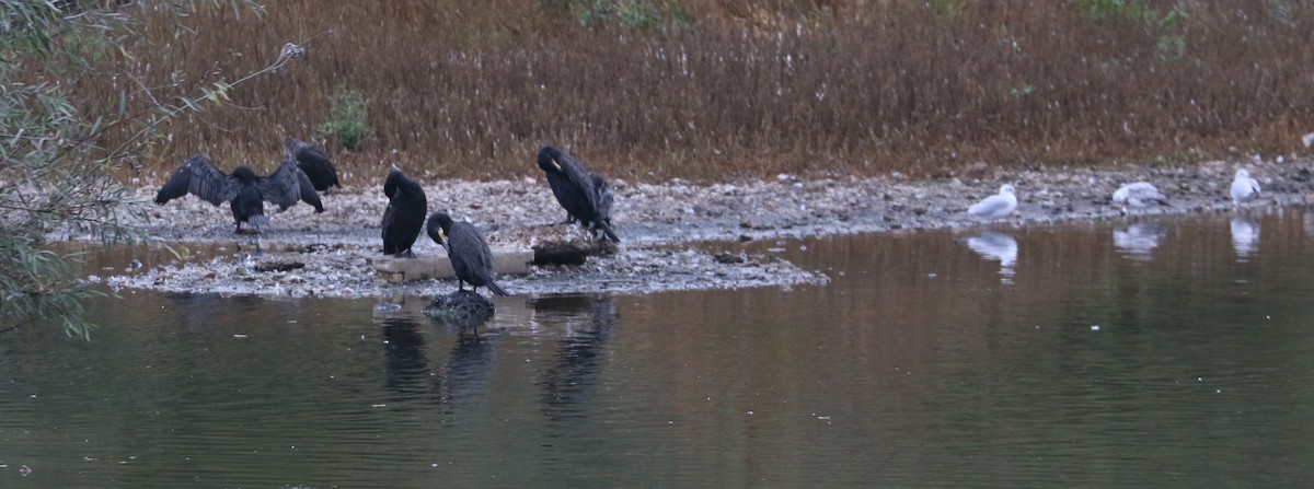 Great Cormorant - ML647369855