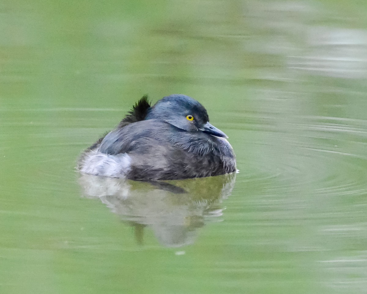 Least Grebe - ML647369867