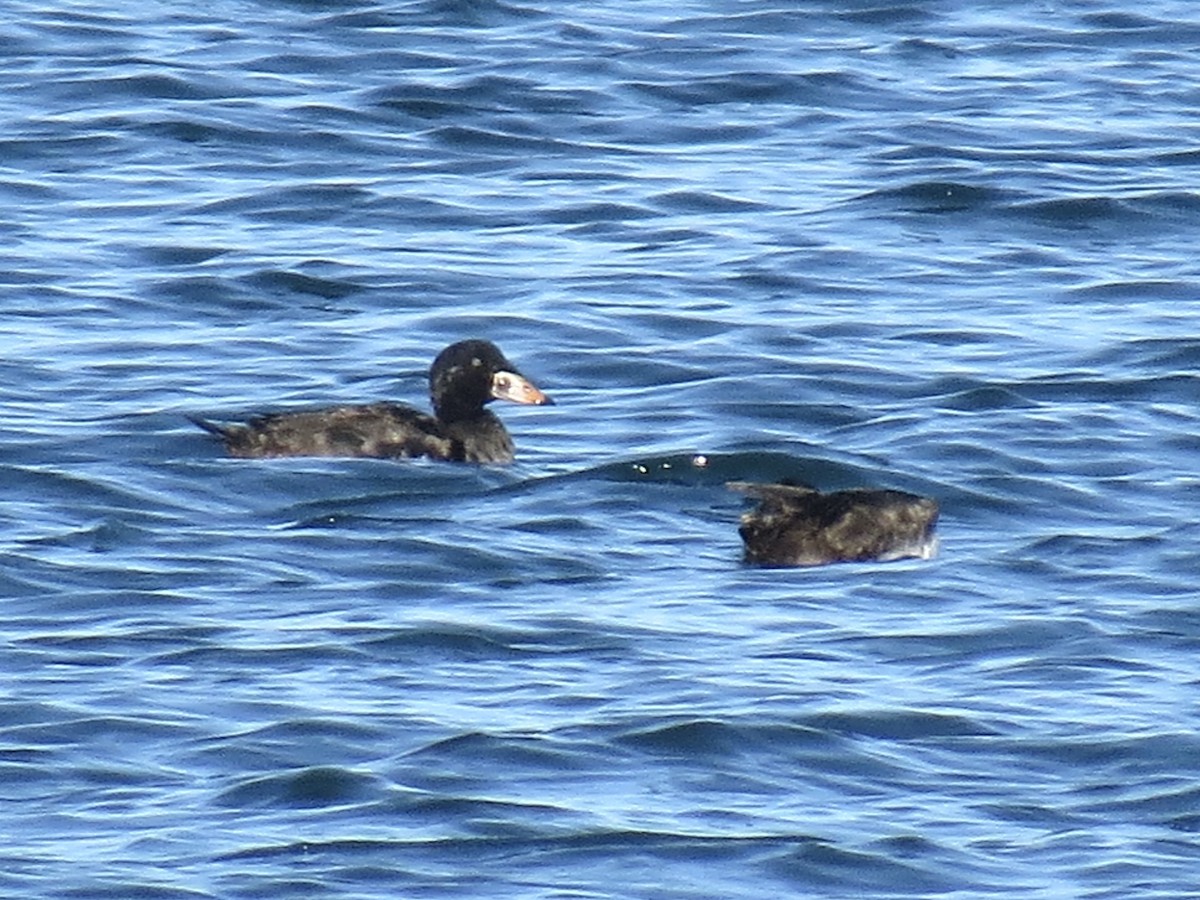 brilleand - ML647369868