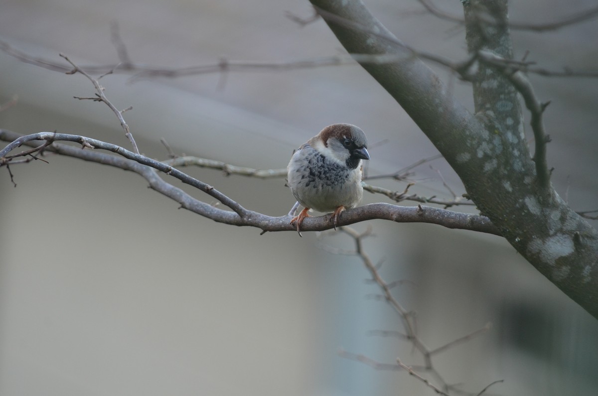 家麻雀 - ML647369869