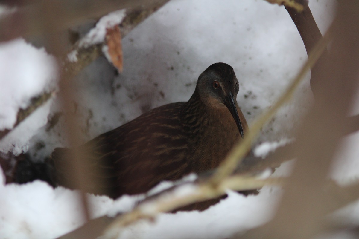Virginia Rail - ML647369870