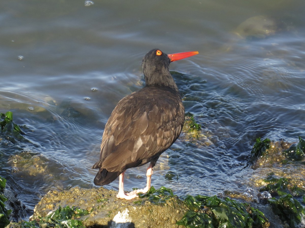 amerikasvarttjeld - ML647369875