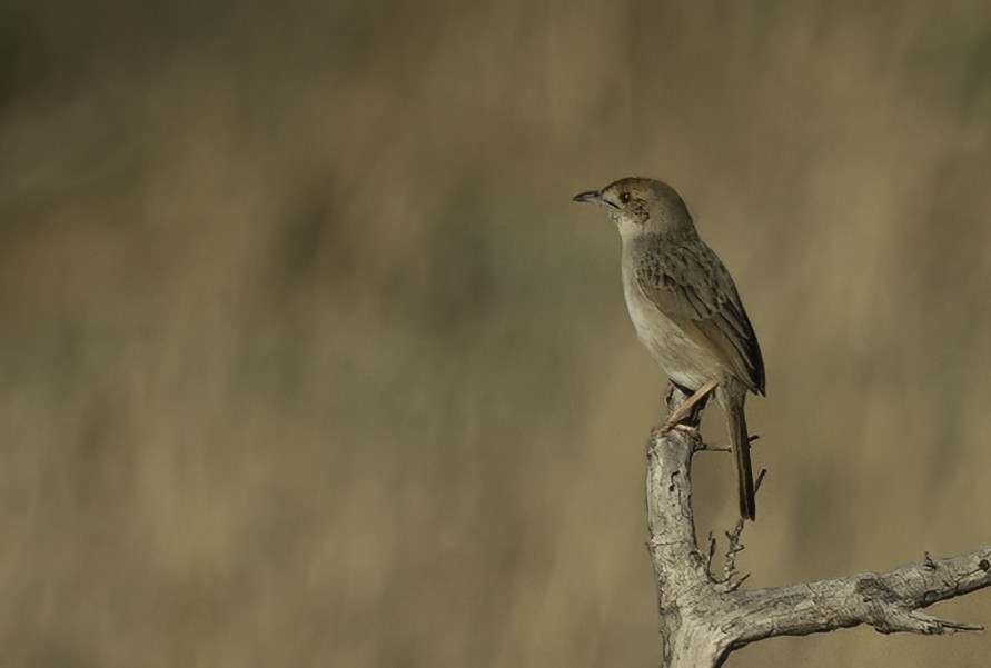 Rotscheitel-Zistensänger - ML647369876