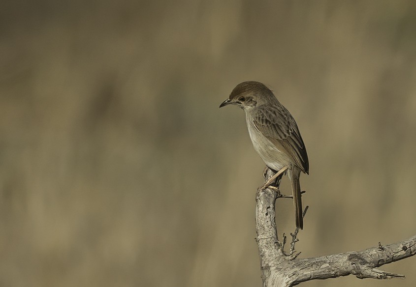 Rotscheitel-Zistensänger - ML647369877