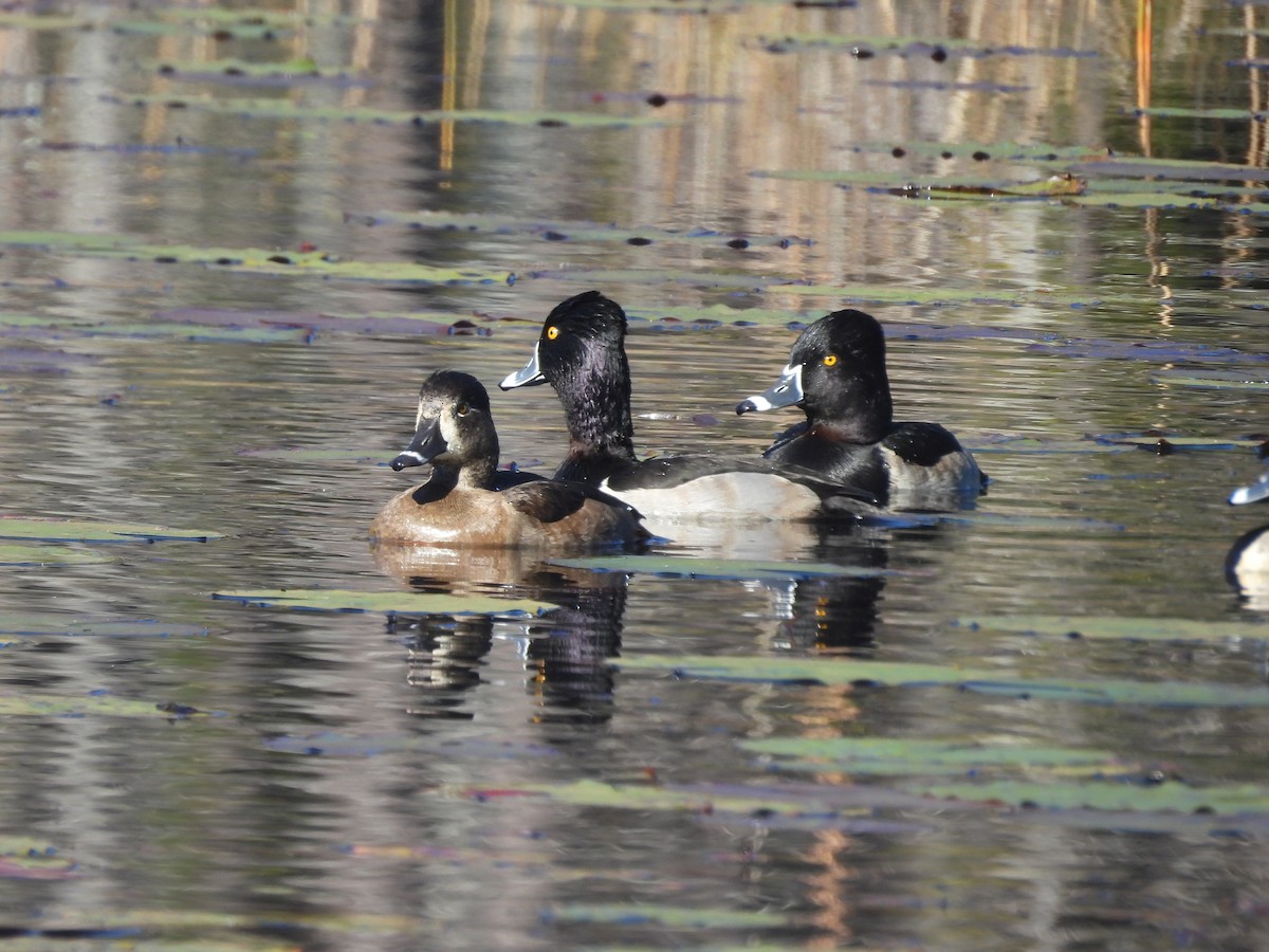 Ring-necked Duck - ML647369889