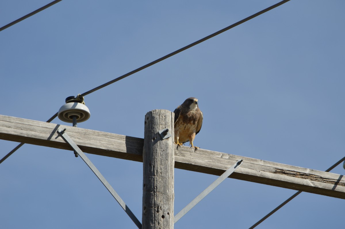 Swainson's Hawk - ML647369897