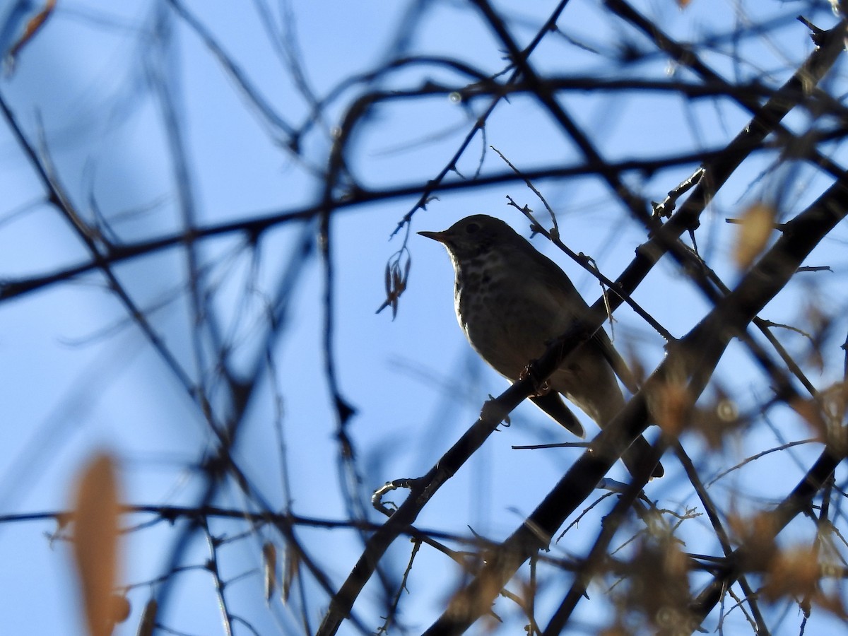 Hermit Thrush - ML647369902