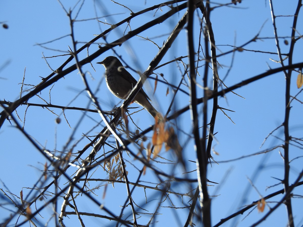 Hermit Thrush - ML647369903