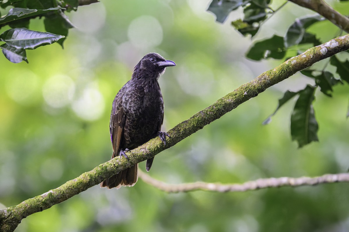 Samoastar - ML647369908