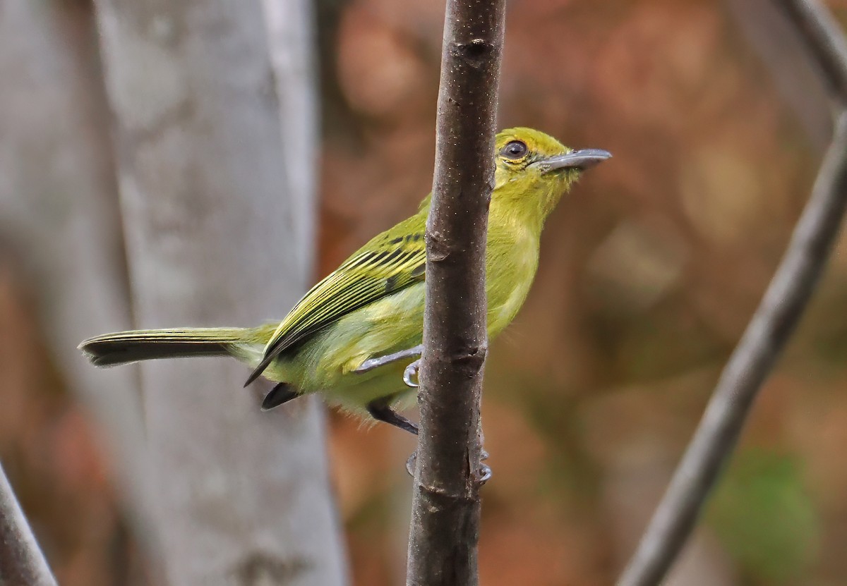 Ochre-lored Flatbill - ML647369911