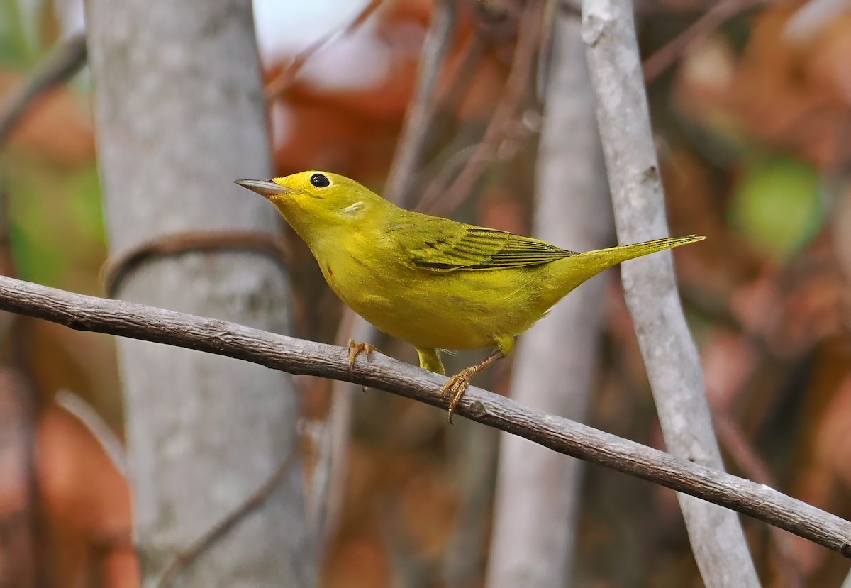 Northern Yellow Warbler - ML647369919