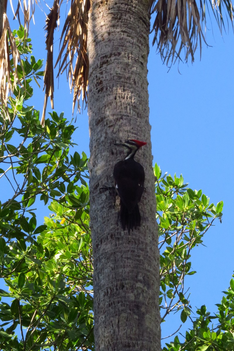 Pileated Woodpecker - ML647369920