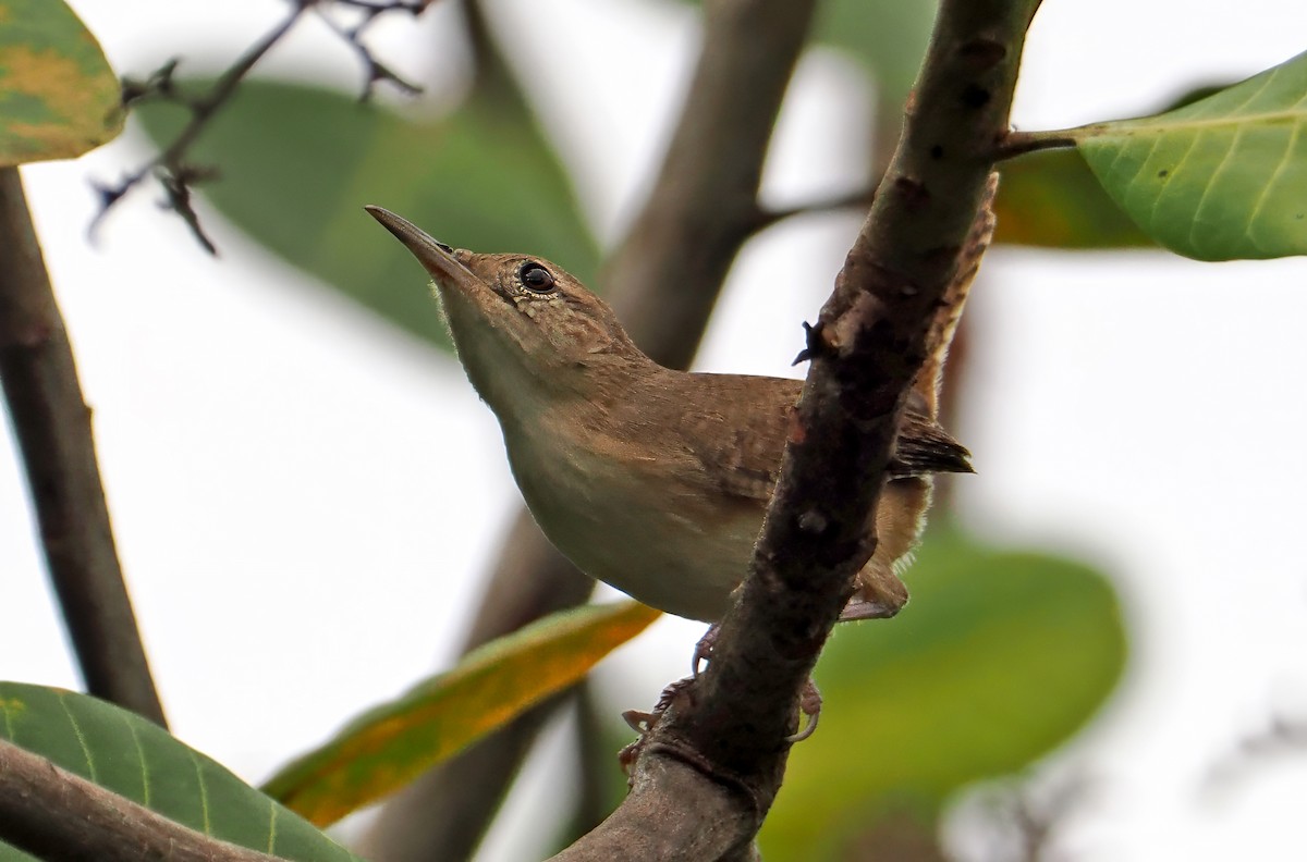 Southern House Wren - ML647369936