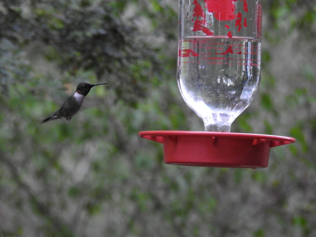 Ruby-throated Hummingbird - ML647369938