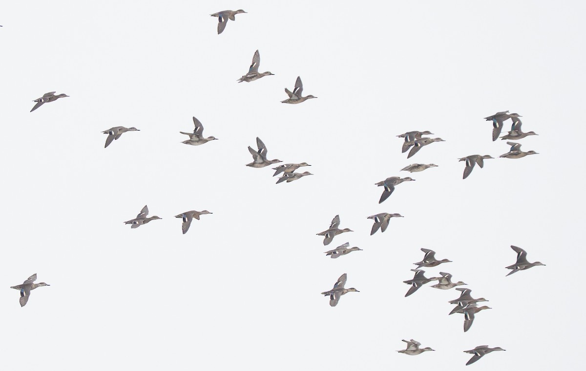 Green-winged Teal - ML647369945