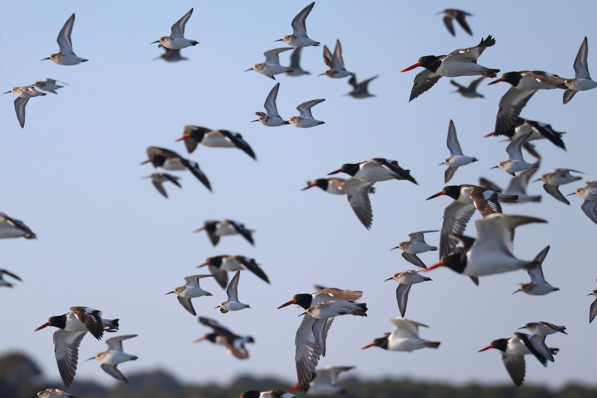 Gambecchio dell'Alaska - ML647369952