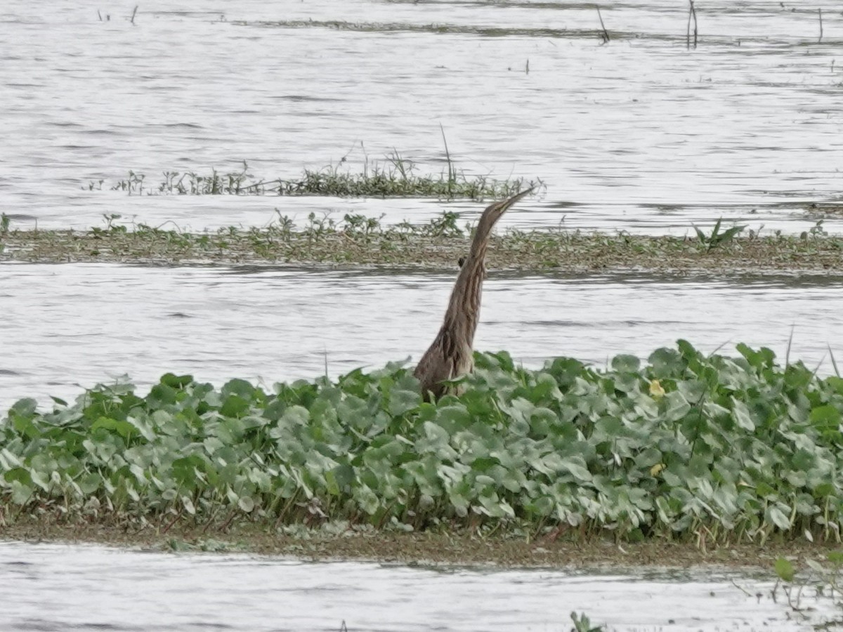 American Bittern - ML647369971