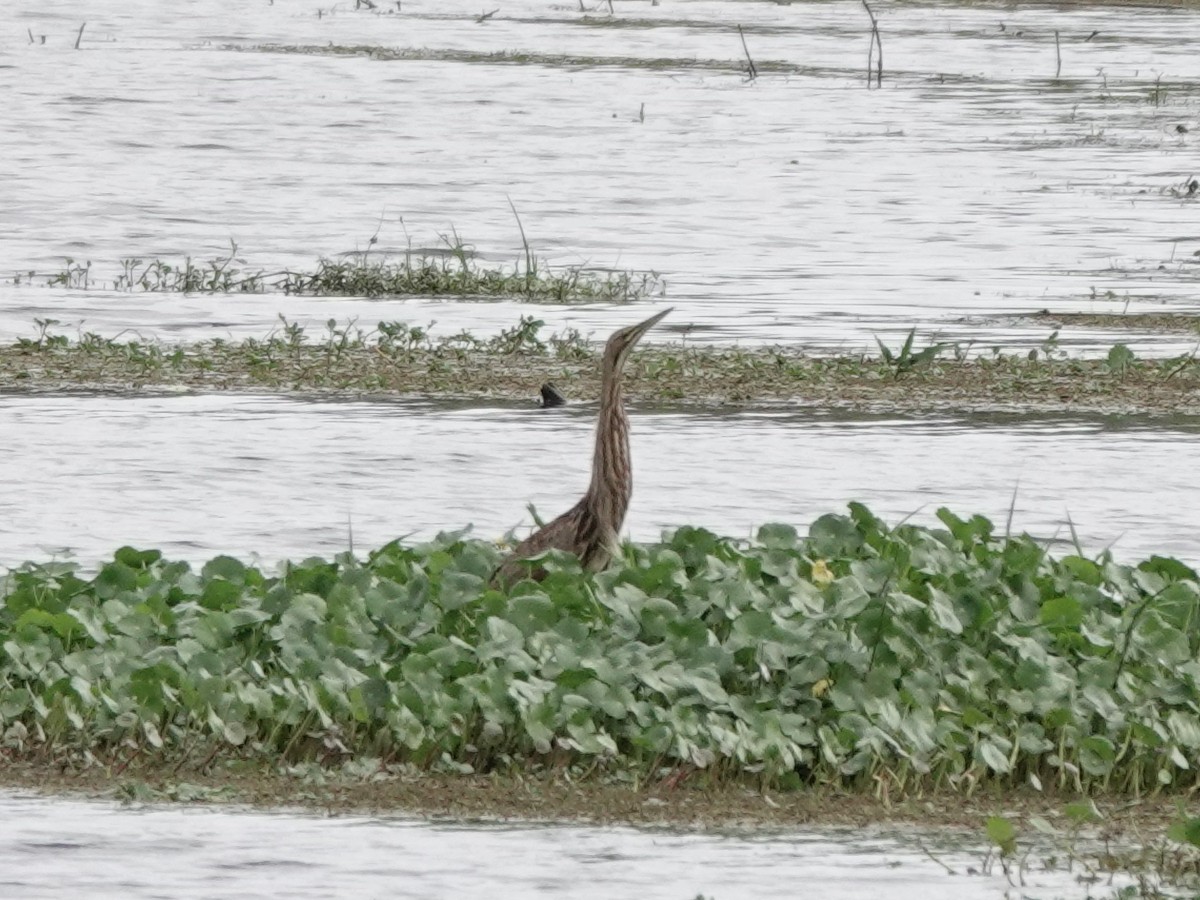 American Bittern - ML647369972